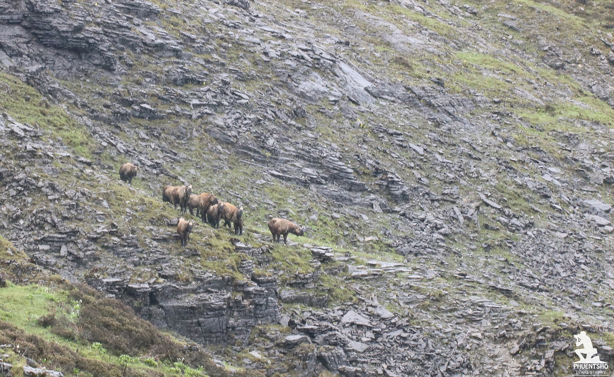 Bhutan Takin