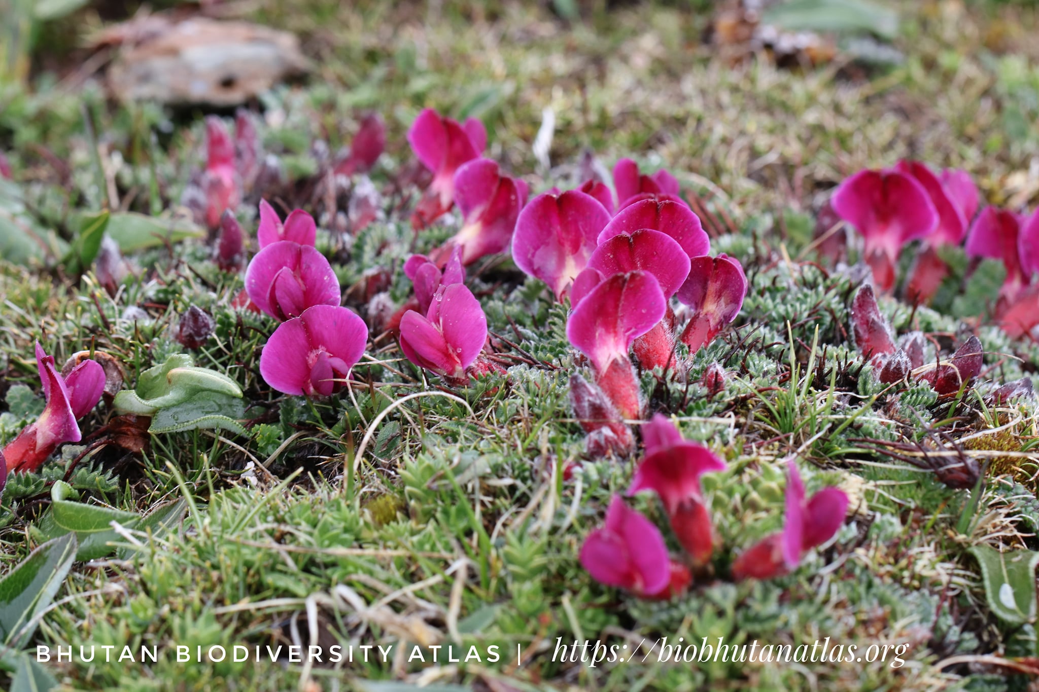 Chesneya Purpurea