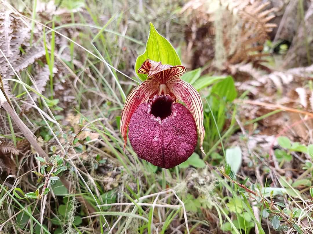 Cypripedium Tibeticum Bumthang