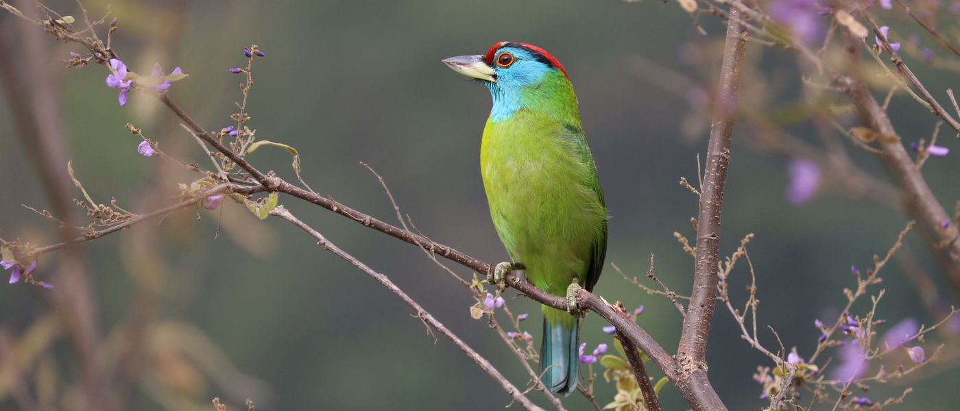 Blue-throated Barbet